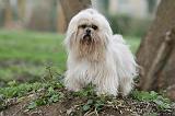 LHASSA APSO 217